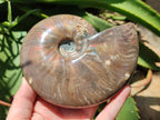 Polished Cleoniceras Red Ammolite Opalized Ammonite Fossil x 1 From Tulear, Madagascar