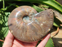 Polished Cleoniceras Red Ammolite Opalized Ammonite Fossil x 1 From Tulear, Madagascar