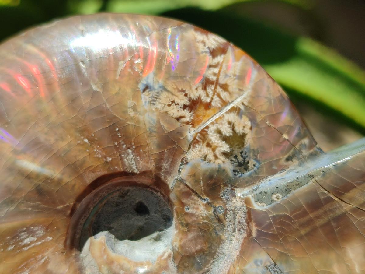 Polished Cleoniceras Red Ammolite Opalized Ammonite Fossil x 1 From Tulear, Madagascar