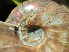 Polished Cleoniceras Red Ammolite Opalized Ammonite Fossil x 1 From Tulear, Madagascar