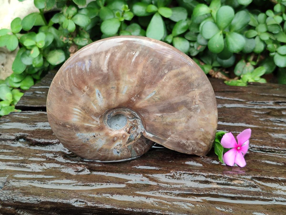 Polished Cleoniceras Red Ammolite Opalized Ammonite Fossil x 1 From Tulear, Madagascar