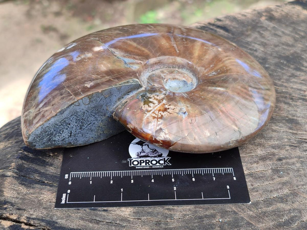 Polished Cleoniceras Red Ammolite Opalized Ammonite Fossil x 1 From Tulear, Madagascar