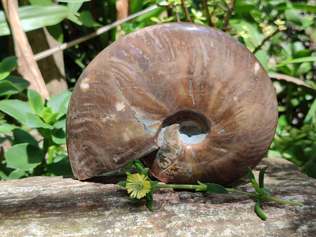 Polished Cleoniceras Red Ammolite Opalized Ammonite Fossil x 1 From Tulear, Madagascar