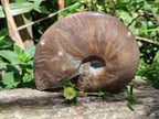 Polished Cleoniceras Red Ammolite Opalized Ammonite Fossil x 1 From Tulear, Madagascar