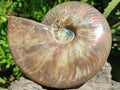 Polished Cleoniceras Red Ammolite Opalized Ammonite Fossil x 1 From Tulear, Madagascar