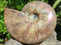 Polished Cleoniceras Red Ammolite Opalized Ammonite Fossil x 1 From Tulear, Madagascar