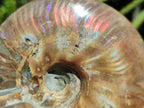 Polished Cleoniceras Red Ammolite Opalized Ammonite Fossil x 1 From Tulear, Madagascar