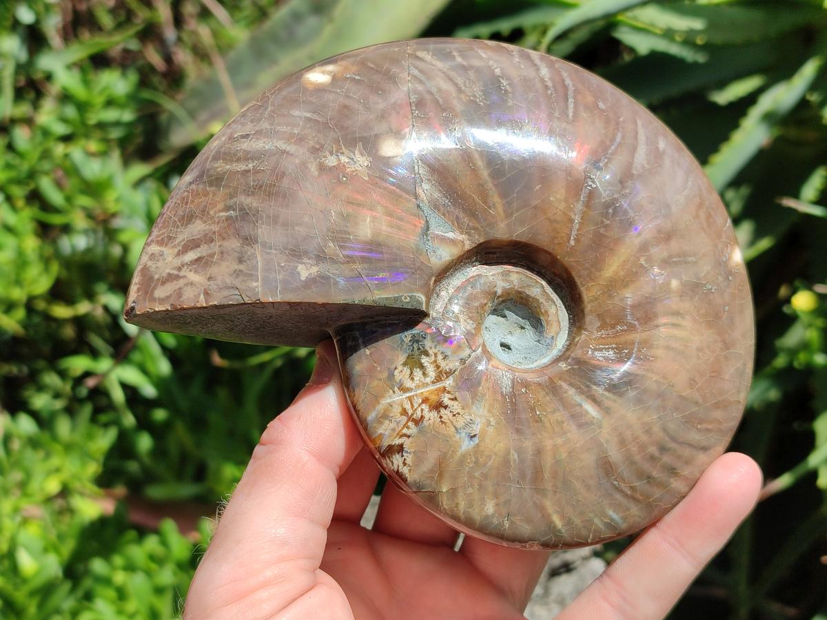 Polished Cleoniceras Red Ammolite Opalized Ammonite Fossil x 1 From Tulear, Madagascar