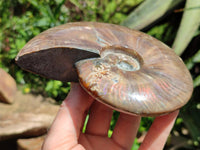 Polished Cleoniceras Red Ammolite Opalized Ammonite Fossil x 1 From Tulear, Madagascar