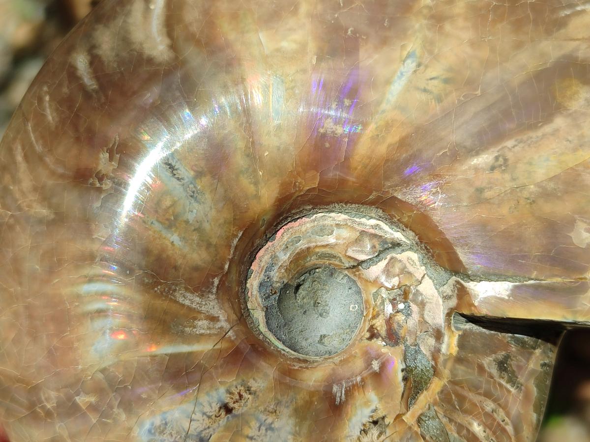 Polished Cleoniceras Red Ammolite Opalized Ammonite Fossil x 1 From Tulear, Madagascar