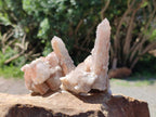 Natural Limonite Fairy Spirit Quartz Clusters x 6 From Boekenhouthoek, South Africa