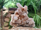 Natural Limonite Fairy Spirit Quartz Clusters x 6 From Boekenhouthoek, South Africa