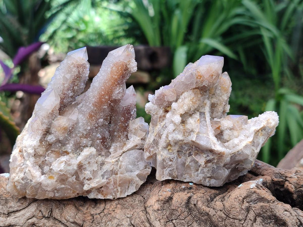 Natural Limonite Fairy Spirit Quartz Clusters x 6 From Boekenhouthoek, South Africa