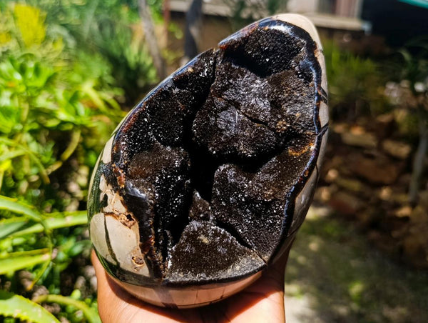 Polished Septerye Sauvage 