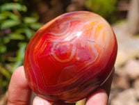 Polished Carnelian Agate Gemstone Galets x 12 From Madagascar