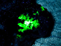 Natural Schorl Black Tourmaline with Hyalite Opal x 1 From Erongo, Namibia