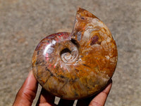 Polished Cleoniceras Red Ammolite Opalized Ammonite Fossils x 2 From Tulear, Madagascar