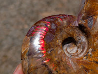 Polished Cleoniceras Red Ammolite Opalized Ammonite Fossils x 2 From Tulear, Madagascar