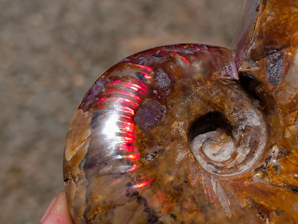 Polished Cleoniceras Red Ammolite Opalized Ammonite Fossils x 2 From Tulear, Madagascar
