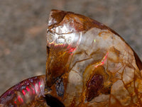 Polished Cleoniceras Red Ammolite Opalized Ammonite Fossils x 2 From Tulear, Madagascar