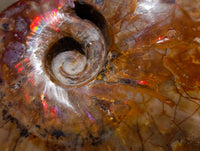 Polished Cleoniceras Red Ammolite Opalized Ammonite Fossils x 2 From Tulear, Madagascar