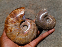 Polished Cleoniceras Red Ammolite Opalized Ammonite Fossils x 2 From Tulear, Madagascar