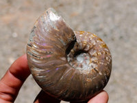 Polished Cleoniceras Red Ammolite Opalized Ammonite Fossils x 2 From Tulear, Madagascar