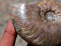 Polished Cleoniceras Red Ammolite Opalized Ammonite Fossils x 2 From Tulear, Madagascar