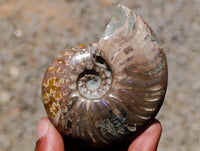 Polished Cleoniceras Red Ammolite Opalized Ammonite Fossils x 2 From Tulear, Madagascar