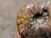 Polished Cleoniceras Red Ammolite Opalized Ammonite Fossils x 2 From Tulear, Madagascar