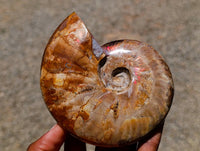 Polished Cleoniceras Red Ammolite Opalized Ammonite Fossils x 2 From Tulear, Madagascar
