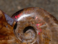 Polished Cleoniceras Red Ammolite Opalized Ammonite Fossils x 2 From Tulear, Madagascar