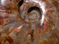 Polished Cleoniceras Red Ammolite Opalized Ammonite Fossils x 2 From Tulear, Madagascar