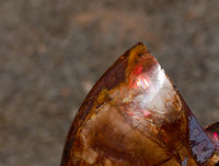 Polished Cleoniceras Red Ammolite Opalized Ammonite Fossils x 2 From Tulear, Madagascar