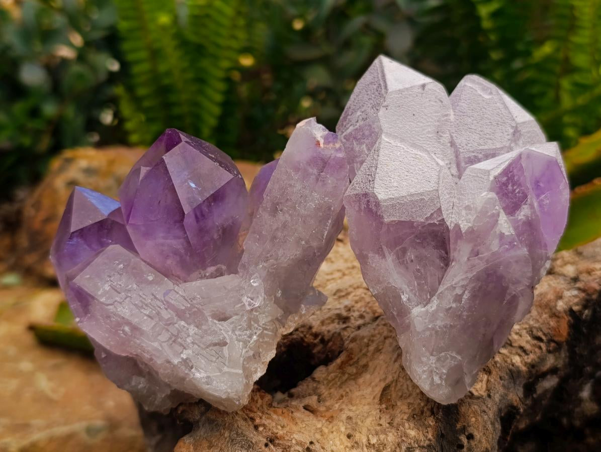 Natural Jacaranda Amethyst Crystal Clusters x 6 From Mumbwa, Zambia