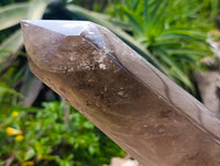 Polished XL Smokey Quartz Display Crystal x 1 From Madagascar