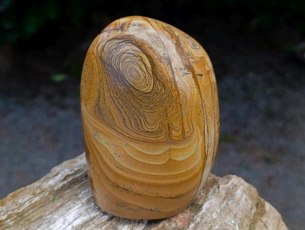 Polished Picture Stone Jasper Standing Free Forms x 2 From Ais-Ais, Namibia