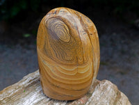 Polished Picture Stone Jasper Standing Free Forms x 2 From Ais-Ais, Namibia