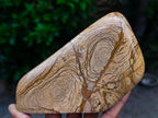Polished Picture Stone Jasper Standing Free Forms x 2 From Ais-Ais, Namibia