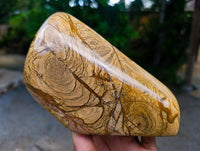 Polished Picture Stone Jasper Standing Free Forms x 2 From Ais-Ais, Namibia