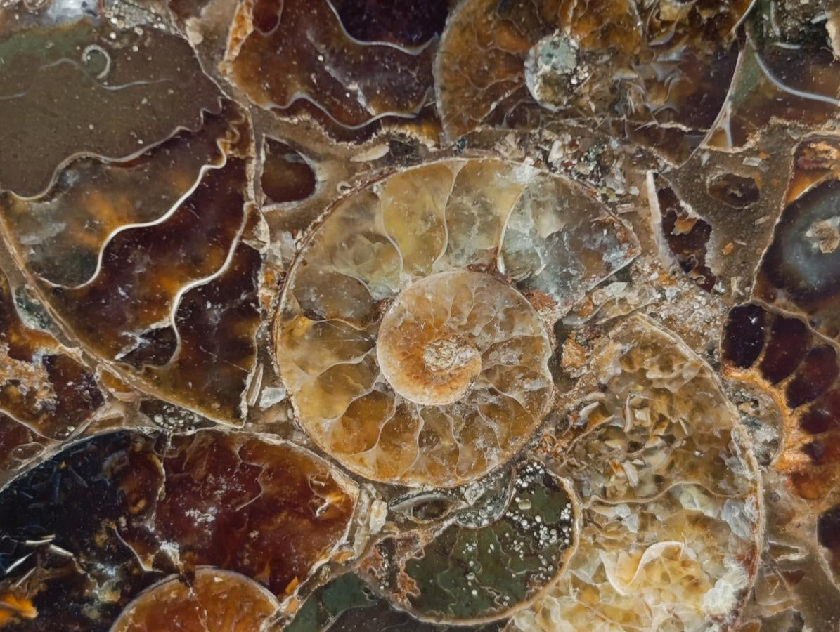 Hand Made Ammonite Conglomerate Coffee Table Coasters x 6 From Mahajanga, Madagascar