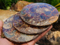 Hand Made Ammonite Conglomerate Coffee Table Coasters x 6 From Mahajanga, Madagascar