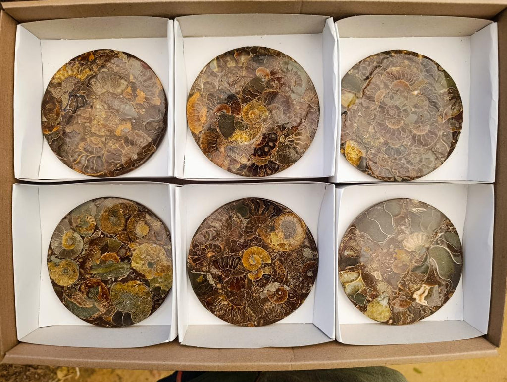 Hand Made Ammonite Conglomerate Coffee Table Coasters x 6 From Mahajanga, Madagascar