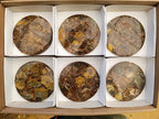 Hand Made Ammonite Conglomerate Coffee Table Coasters x 6 From Mahajanga, Madagascar