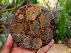 Hand Made Ammonite Conglomerate Coffee Table Coasters x 6 From Mahajanga, Madagascar