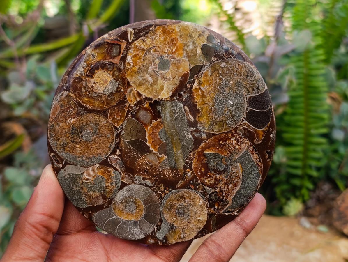 Hand Made Ammonite Conglomerate Coffee Table Coasters x 6 From Mahajanga, Madagascar