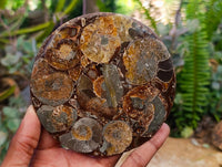 Hand Made Ammonite Conglomerate Coffee Table Coasters x 6 From Mahajanga, Madagascar