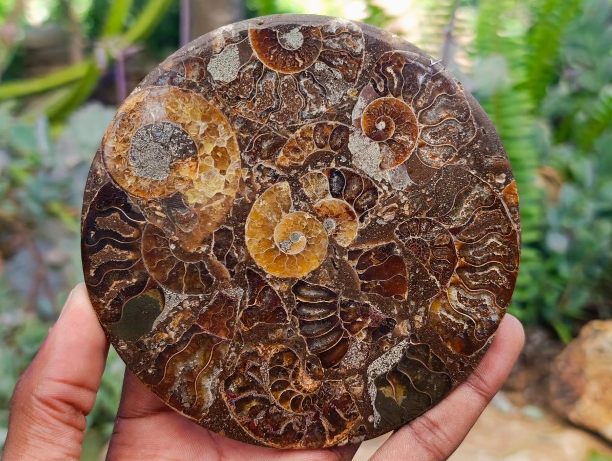 Hand Made Ammonite Conglomerate Coffee Table Coasters x 6 From Mahajanga, Madagascar