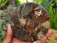 Hand Made Ammonite Conglomerate Coffee Table Coasters x 6 From Mahajanga, Madagascar