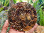 Hand Made Ammonite Conglomerate Coffee Table Coasters x 6 From Mahajanga, Madagascar